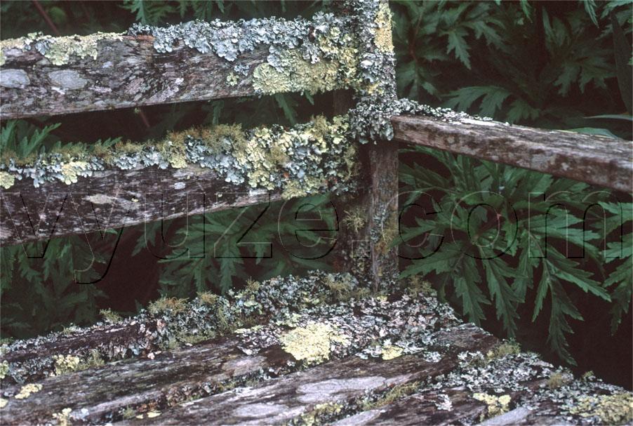 Bench with lichen / Location: Tresco, Scilly Isles, Cornwall, England