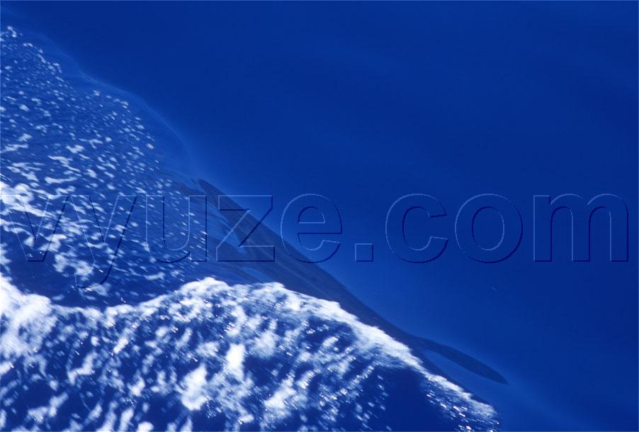 Bow wave in the Lybian sea off Crete / Location: Crete, Greece