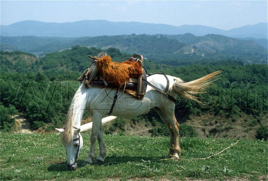 Horse with traditional saddle / Location: Near Lia, Epirus, Greece