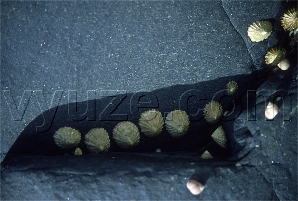 Limpets on granite / Location: Co. Mayo, Ireland