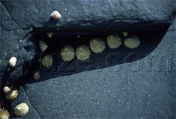 Limpets on granite / Location: Co. Mayo, Ireland