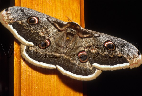 Moth / Location: Lia, Epirus, Greece