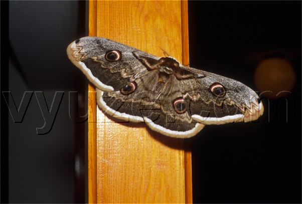 Moth / Location: Lia, Epirus, Greece