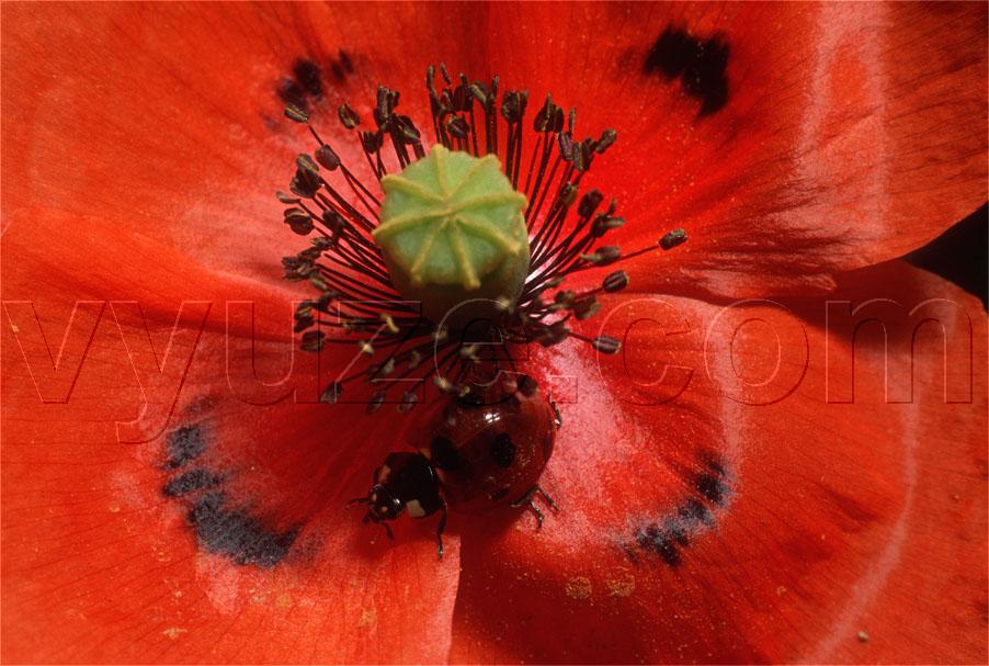 Poppy and ladybird / Location: Lia, Epirus, Greece