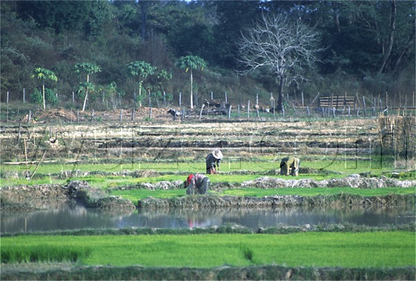 Rice farming / Location: Laos