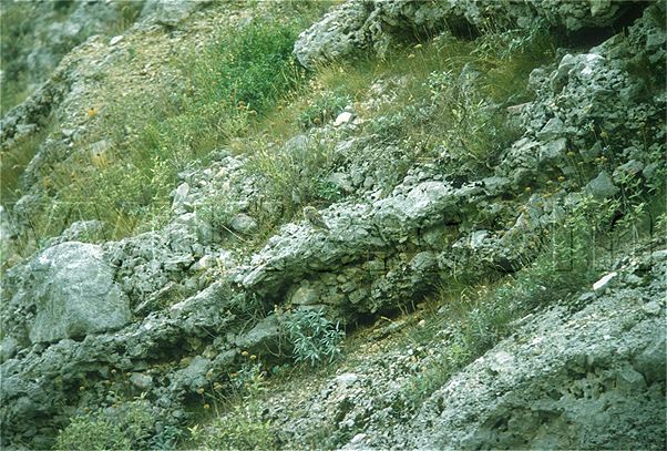 Scops owl hidden in landscape / Location: Lia, Epirus, Greece