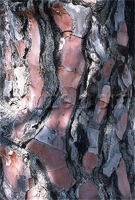 Tree bark / Location: Andalucia, Spain